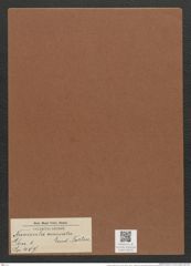 Navicula cruciata Lend.-Form. (de-Toni-Nr.: Genus 1, Species 407) Zeichnungen Sammlung Grunow Mappe 00375 (Herbarium_W_Grunow_drawings_Folder_00375)
